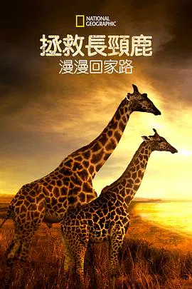 【记录片】营救长颈鹿之漫漫归途